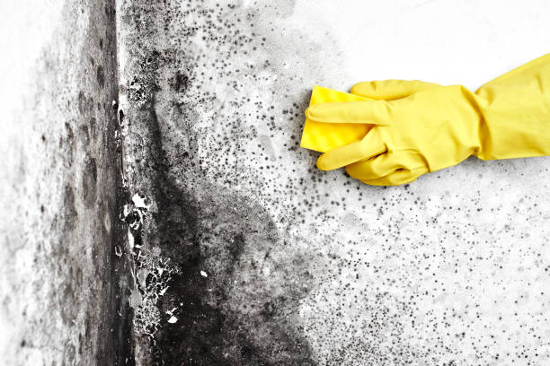 Best Attic Mold Removal  in Neenah, WI