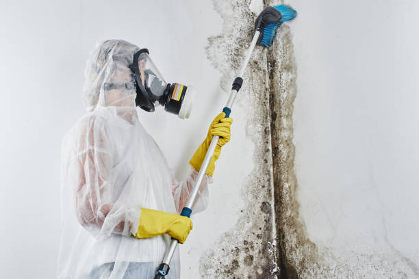 Best Commercial Mold Removal  in Neenah, WI