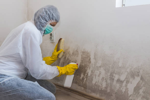 Best Certified Mold Removal  in Neenah, WI