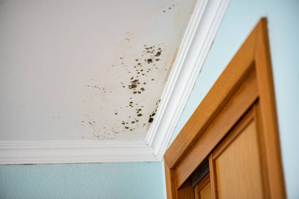 Best Home Mold Removal  in Neenah, WI