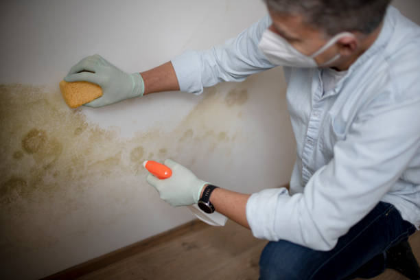 Best Residential Mold Removal  in Neenah, WI