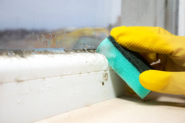 Best Black Mold Removal  in Neenah, WI