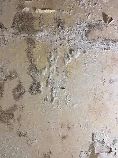 Best Mold Damage Repair  in Neenah, WI