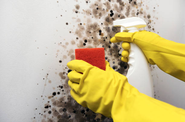 Best Crawl Space Mold Removal  in Neenah, WI