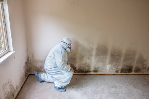 Best Commercial Mold Removal  in Neenah, WI