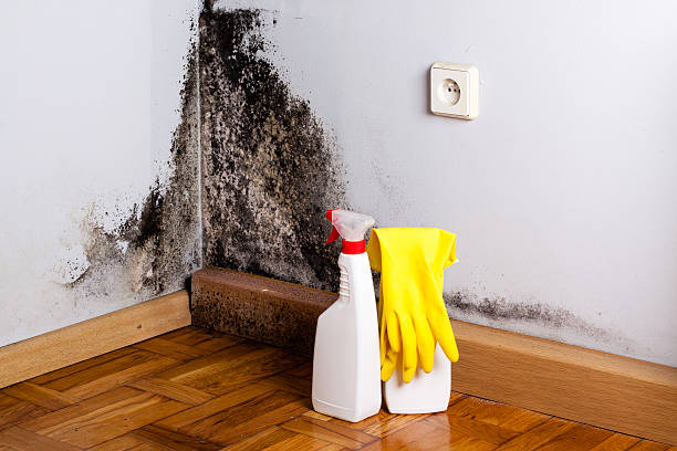 Best Mold Damage Repair  in Neenah, WI