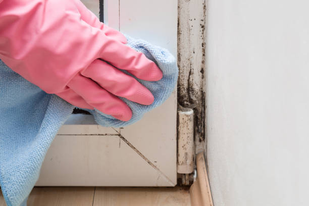 Best Professional Mold Removal  in Neenah, WI