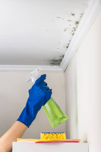 Best Fast Mold Removal  in Neenah, WI